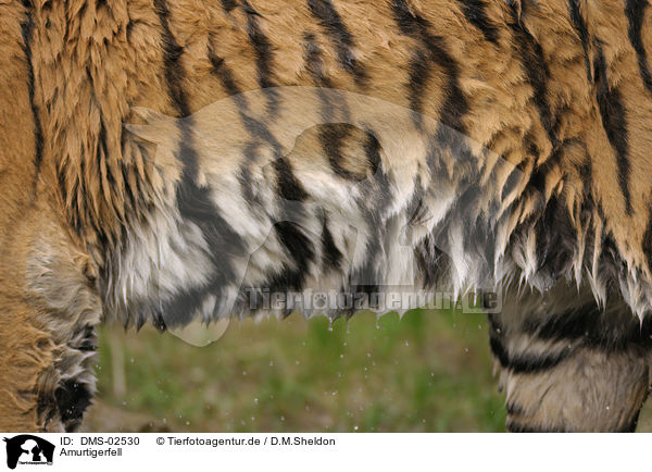 Amurtigerfell / Amur tiger fell / DMS-02530