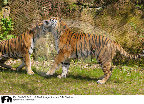 spielende Amurtiger / playing amur tigers / DMS-02542