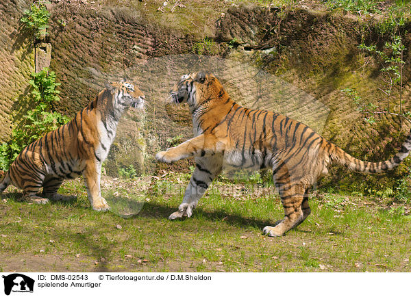 spielende Amurtiger / playing amur tigers / DMS-02543