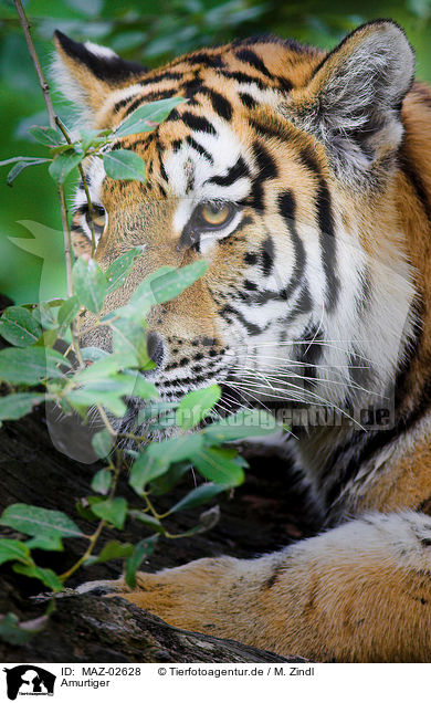 Amurtiger / MAZ-02628