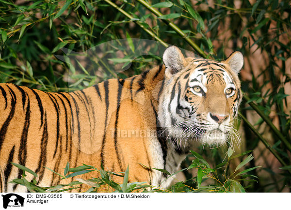 Amurtiger / tiger / DMS-03565