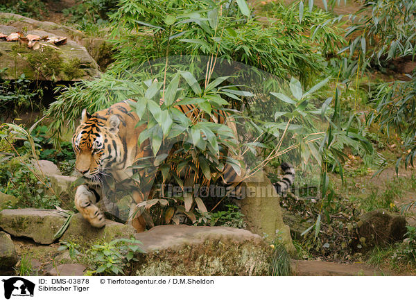 Sibirischer Tiger / DMS-03878