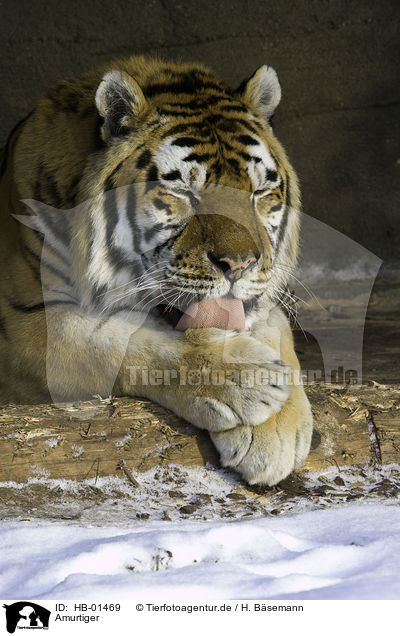 Amurtiger / Siberian tiger / HB-01469
