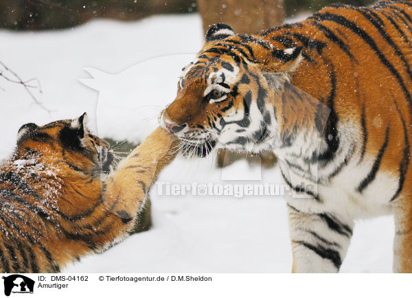 Amurtiger / Siberian tiger / DMS-04162