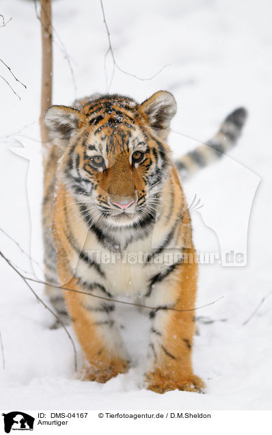 Amurtiger / Siberian tiger / DMS-04167