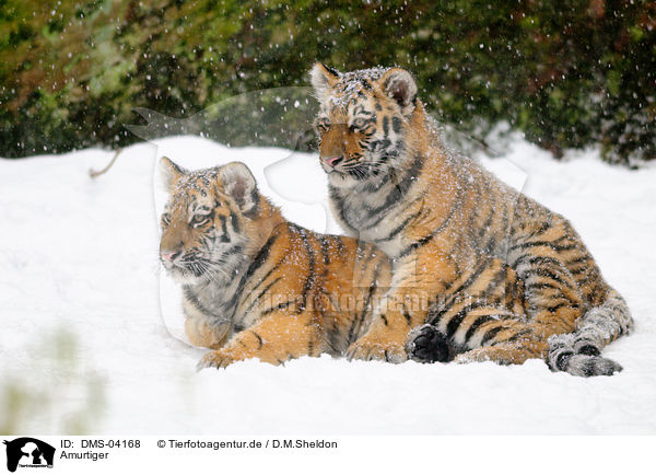 Amurtiger / Siberian tiger / DMS-04168