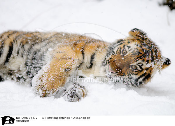 Amurtiger / Siberian tiger / DMS-04172