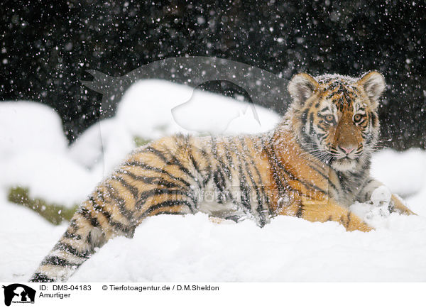 Amurtiger / Siberian tiger / DMS-04183