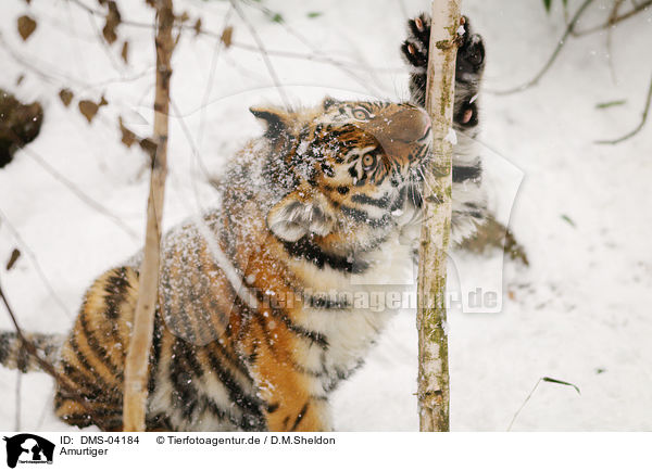 Amurtiger / Siberian tiger / DMS-04184