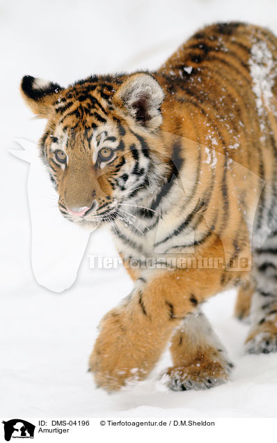 Amurtiger / Siberian tiger / DMS-04196