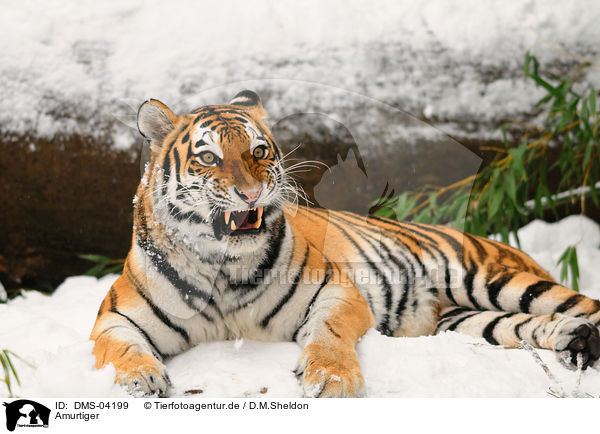 Amurtiger / Siberian tiger / DMS-04199