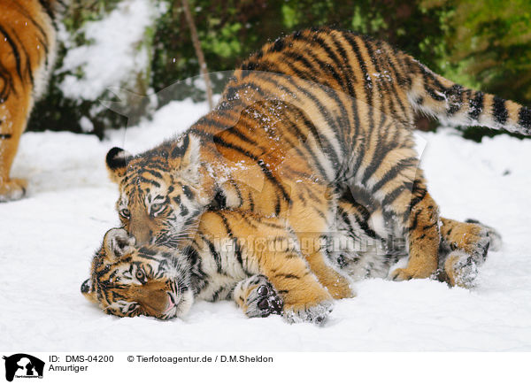 Amurtiger / Siberian tiger / DMS-04200