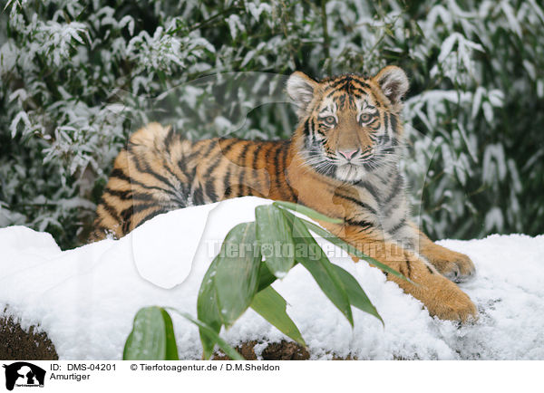 Amurtiger / Siberian tiger / DMS-04201