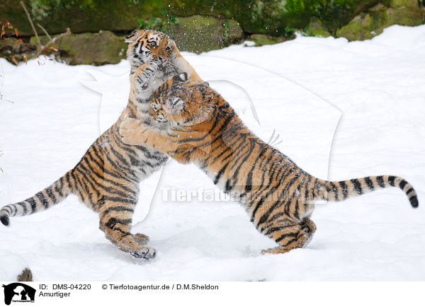 Amurtiger / Siberian tiger / DMS-04220