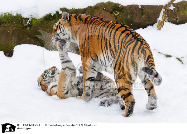 Amurtiger / Siberian tiger / DMS-04221