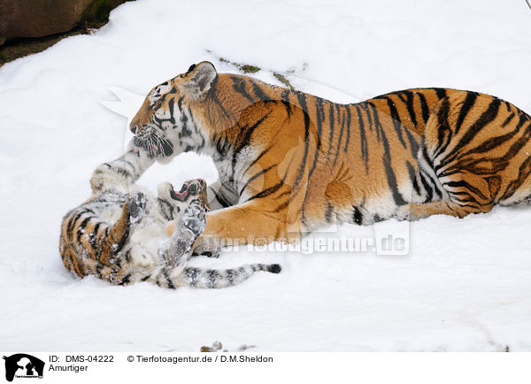 Amurtiger / Siberian tiger / DMS-04222