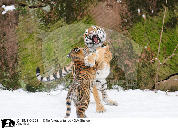 Amurtiger / Siberian tiger / DMS-04223