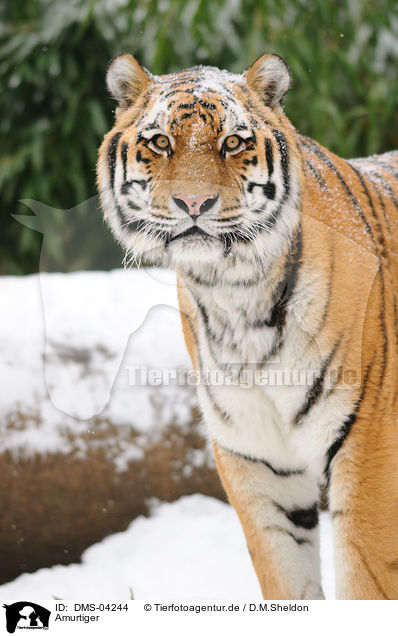 Amurtiger / Siberian tiger / DMS-04244