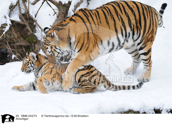 Amurtiger / Siberian tiger / DMS-04273