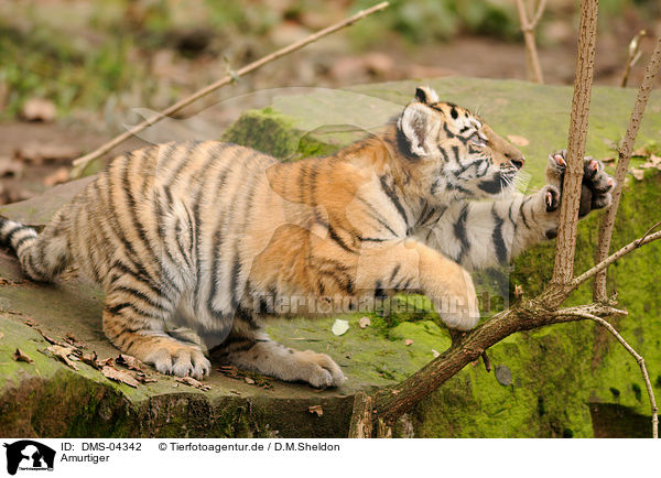 Amurtiger / Siberian tiger / DMS-04342