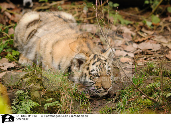 Amurtiger / Siberian tiger / DMS-04343