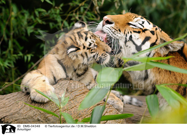 Amurtiger / Siberian tiger / DMS-04348