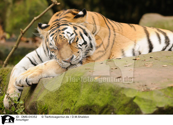 Amurtiger / Siberian tiger / DMS-04352
