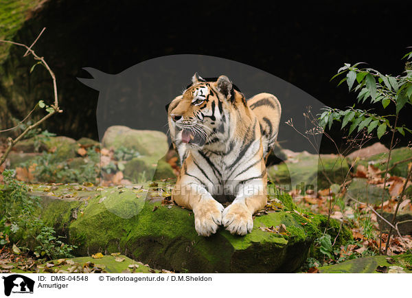 Amurtiger / Siberian tiger / DMS-04548