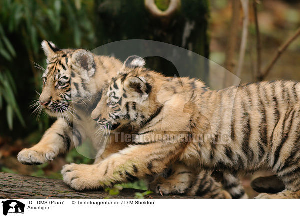 Amurtiger / Siberian tiger / DMS-04557
