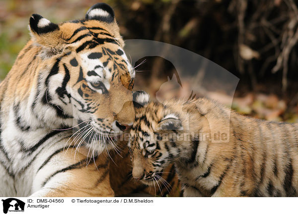 Amurtiger / DMS-04560
