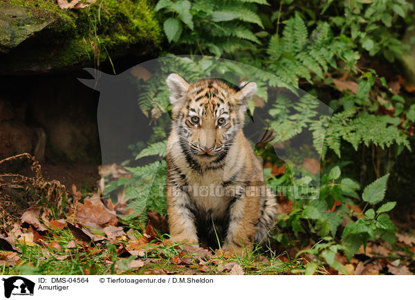 Amurtiger / DMS-04564