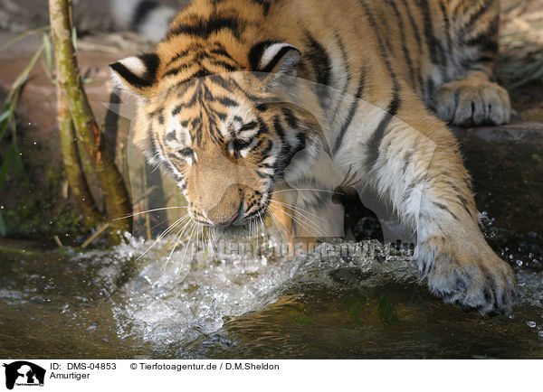 Amurtiger / DMS-04853