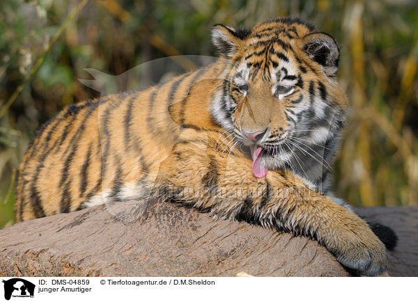 junger Amurtiger / young Siberian Tiger / DMS-04859