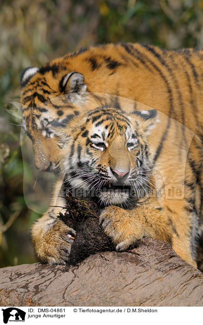 junge Amurtiger / young Siberian Tiger / DMS-04861