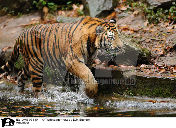 Amurtiger / Amur tiger / DMS-05430