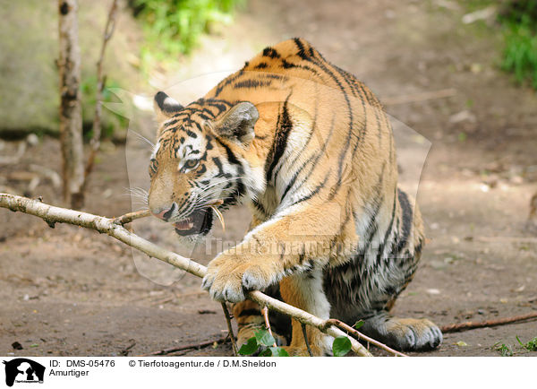 Amurtiger / Siberian tiger / DMS-05476