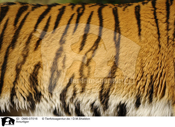 Amurtiger / Siberian Tiger / DMS-07016