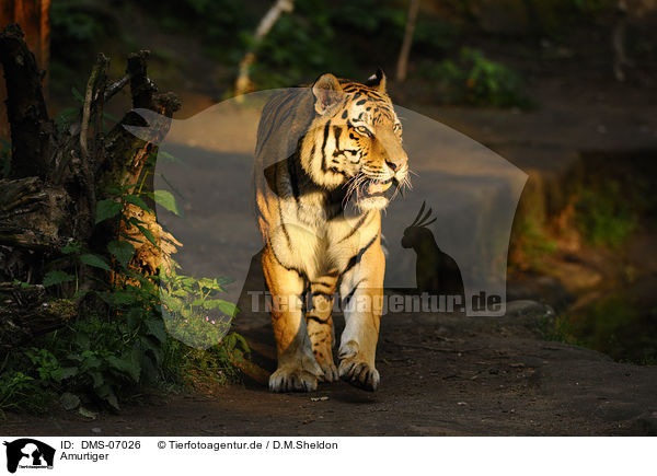 Amurtiger / Siberian Tiger / DMS-07026