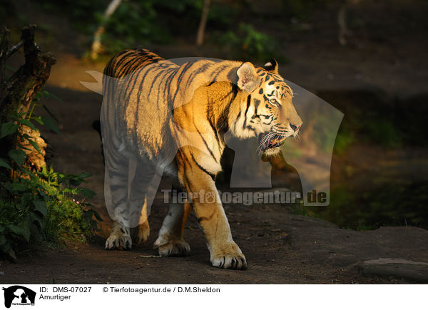 Amurtiger / Siberian Tiger / DMS-07027