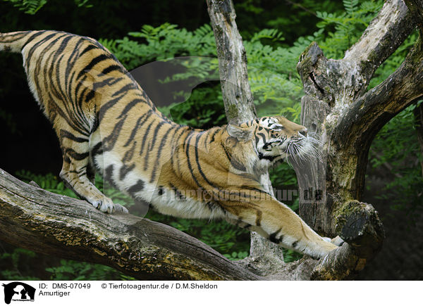 Amurtiger / Siberian Tiger / DMS-07049