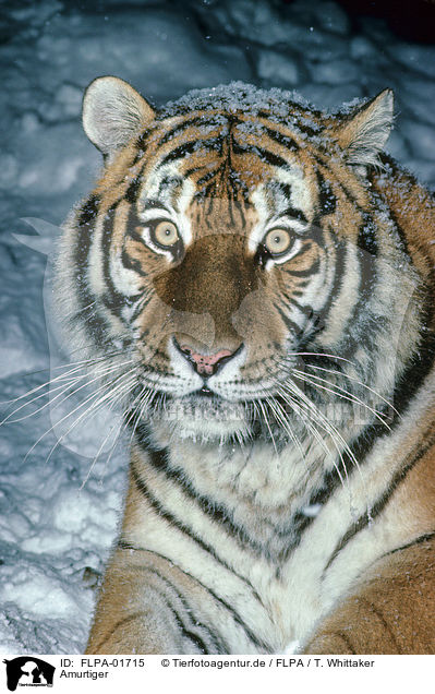 Amurtiger / Siberian tiger / FLPA-01715
