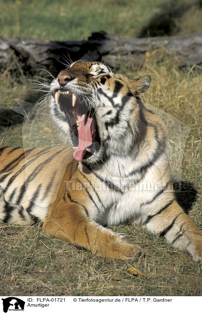 Amurtiger / FLPA-01721