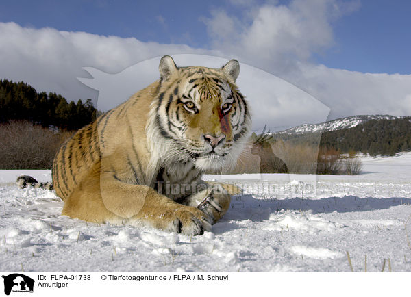 Amurtiger / Siberian tiger / FLPA-01738
