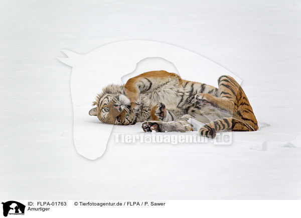 Amurtiger / Siberian tiger / FLPA-01763