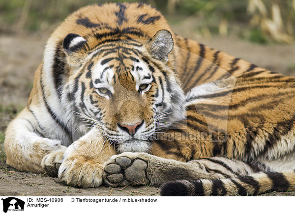 Amurtiger / Siberian Tiger / MBS-10906