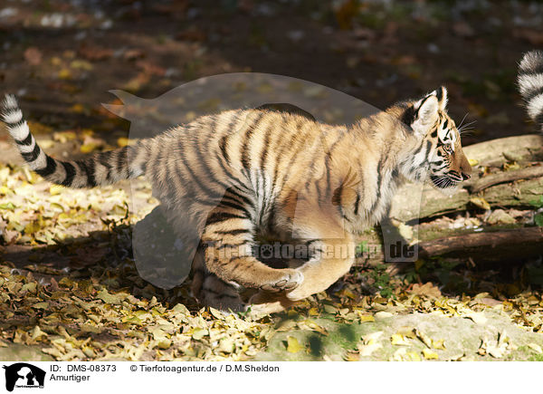 Amurtiger / Amur tiger / DMS-08373