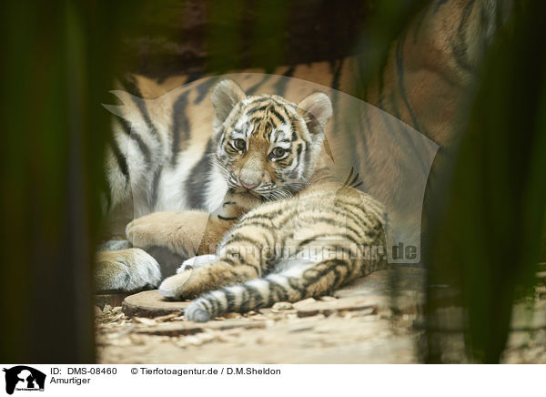 Amurtiger / Amur tiger / DMS-08460
