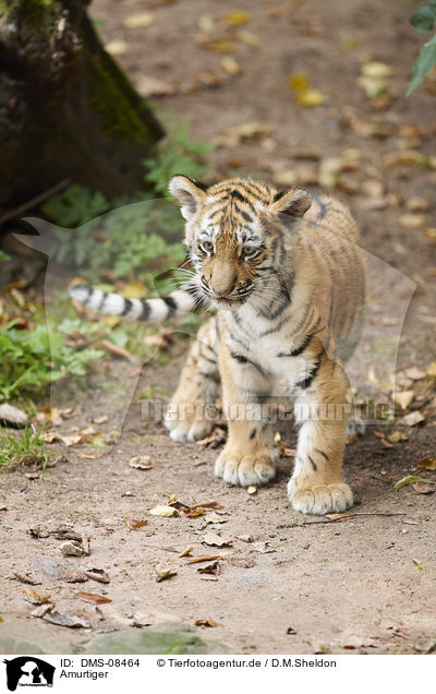 Amurtiger / Amur tiger / DMS-08464