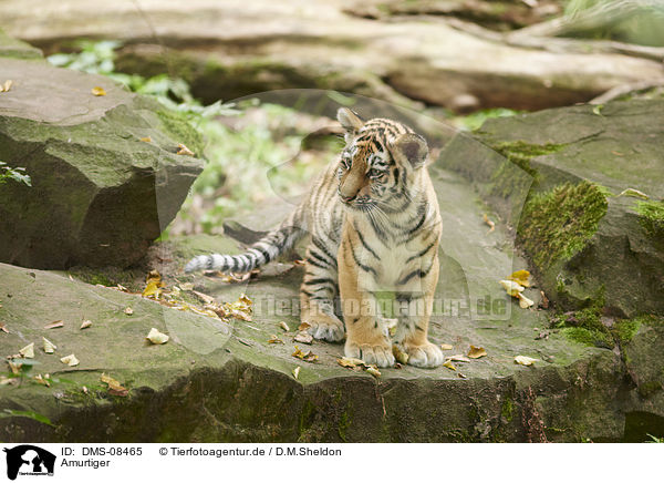 Amurtiger / Amur tiger / DMS-08465