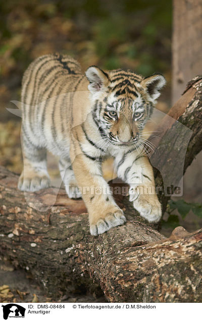 Amurtiger / Amur tiger / DMS-08484